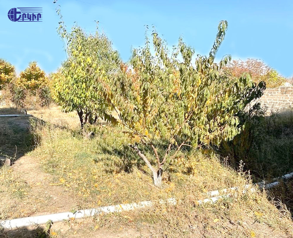 Дома Код 2+50040