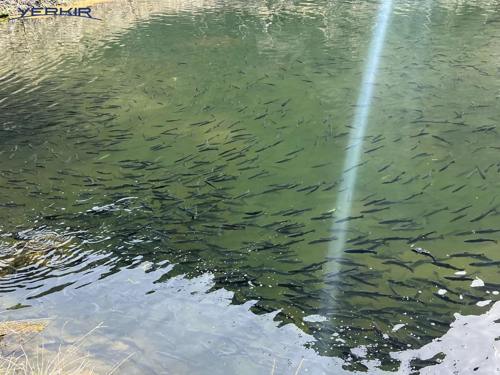 Առանձնատներ Կոդ` 3+511494